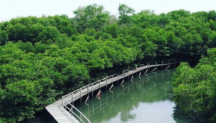 wisata hutan mangrove bali